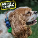 Ancol Blinker Green on Dog