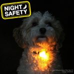 Ancol Blinker Orange on Dog