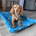 A studio lifestyle product shot of a golden-brown and white spaniel lying down comfortably on an Ancol self-cooling pet mat. The dog is resting contentedly on the bright blue cooling bed, which features a repeating white pattern of polar bears and snowflakes. The mat is placed on a dark, textured studio floor against a dark slate-grey background wall, highlighting the product as a clean, modern indoor cooling solution for pets