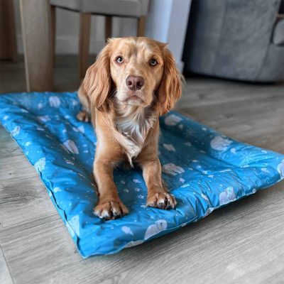 A studio lifestyle product shot of a golden-brown and white spaniel lying down comfortably on an Ancol self-cooling pet mat. The dog is resting contentedly on the bright blue cooling bed, which features a repeating white pattern of polar bears and snowflakes. The mat is placed on a dark, textured studio floor against a dark slate-grey background wall, highlighting the product as a clean, modern indoor cooling solution for pets