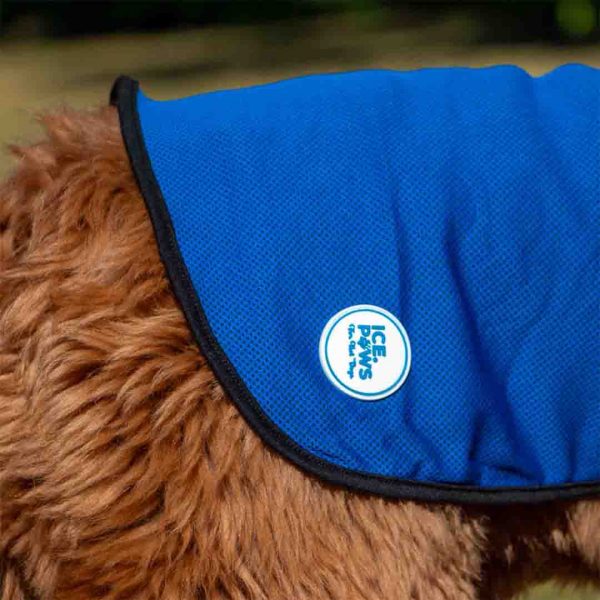 Ancol Dog Cooling Jacket Ice Paws Brand Tag 1080px A close-up detailed shot of the Ancol Ice Paws cooling coat worn by a fluffy brown dog. The image focuses on the vibrant blue, breathable mesh fabric and its black piping edge. A circular white rubber brand badge is sewn onto the lower rear of the jacket, prominently displaying the "ICE PAWS For Hot Dogs" logo with a paw print icon. The macro perspective highlights the specialized mesh weave designed to retain moisture for evaporative cooling