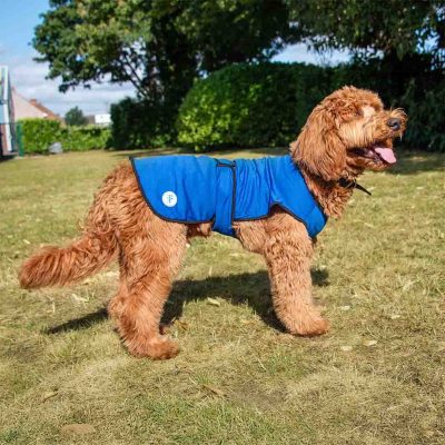 A side-profile lifestyle image of an apricot Cockapoo standing happily on a dry grass lawn on a sunny day. The dog is wearing a bright blue Ancol Ice Paws cooling jacket with a black trim and an adjustable belly strap. The dog has its mouth open and tongue out, demonstrating how the cooling vest helps manage body temperature and panting during warm weather walks and outdoor play