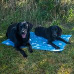 wo black dogs, a adult Black Labrador Retriever panting happily and a Black Working Cocker Spaniel, lying down together on a large blue Ancol Ice Paws dog cooling mat. The mat features a white cartoon polar bear and paw print pattern and is placed on green grass in a shaded garden spot. Perfect summer cooling solution for multi-dog households and large breeds