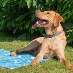 A vibrant Fox Red Labrador retriever wearing a blue leather dog collar, lying comfortably on a bright blue Ancol Ice Paws dog cooling mat. The dog is looking up and panting happily on a sunny day in a grassy garden backed by lush green summer foliage. Highlighting essential summer pet safety and heatstroke prevention products available from MAH Pet Supplies.