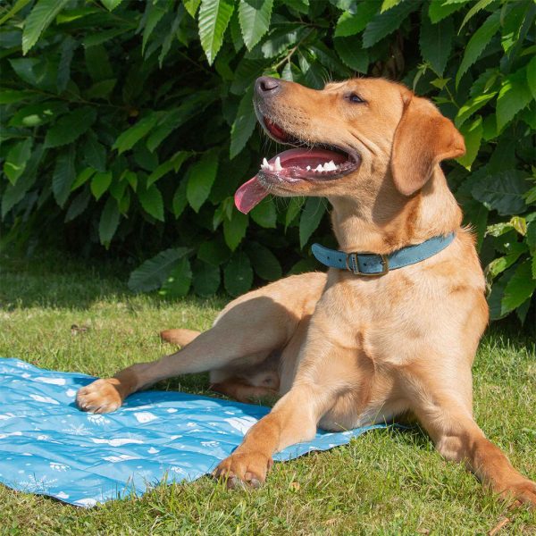 Ancol Dog Cooling Mat Labrador 1080px A vibrant Fox Red Labrador retriever wearing a blue leather dog collar, lying comfortably on a bright blue Ancol Ice Paws dog cooling mat. The dog is looking up and panting happily on a sunny day in a grassy garden backed by lush green summer foliage. Highlighting essential summer pet safety and heatstroke prevention products available from MAH Pet Supplies.