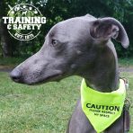 Ancol Warning Bandana Large on Greyhound 1080