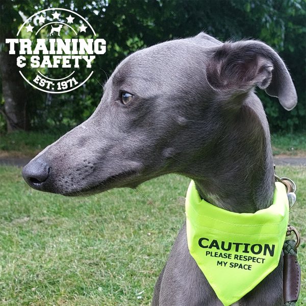 Ancol Warning Bandana Large on Greyhound 1080 Ancol Warning Bandana Large on Greyhound 1080