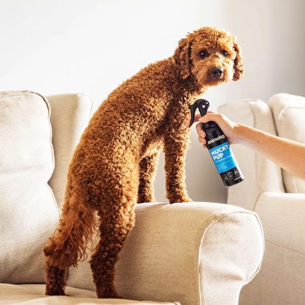 Animology Mucky Pup No Rinse Puppy Lifestyle 1080px Animology Mucky Pup No Rinse Puppy Lifestyle 1080px