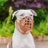 Baskerville Wide Fit Muzzle on Dog 1080 (3)