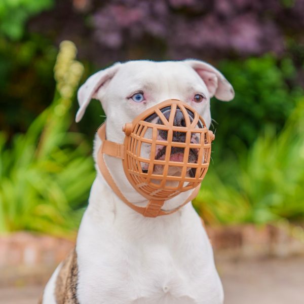 Baskerville Wide Fit Muzzle on Dog 1080 (3) Baskerville Wide Fit Muzzle on Dog 1080 (3)
