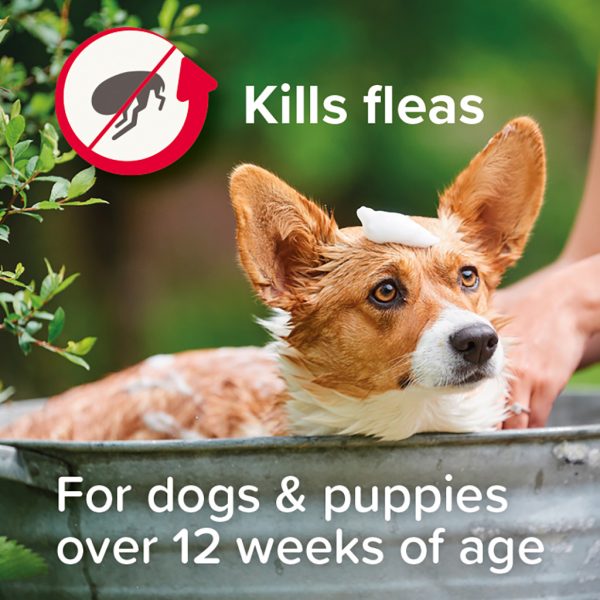Beaphar Dog Flea Shampoo Lifestyle1 Beaphar Dog Flea Shampoo Lifestyle1