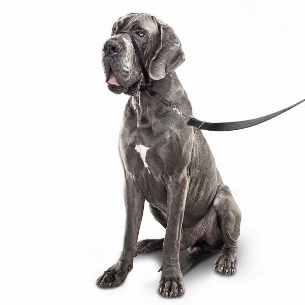 Beaphar Gentle Leader Large Dog Black Lifestyle1 Beaphar Gentle Leader Large Dog Black Lifestyle1