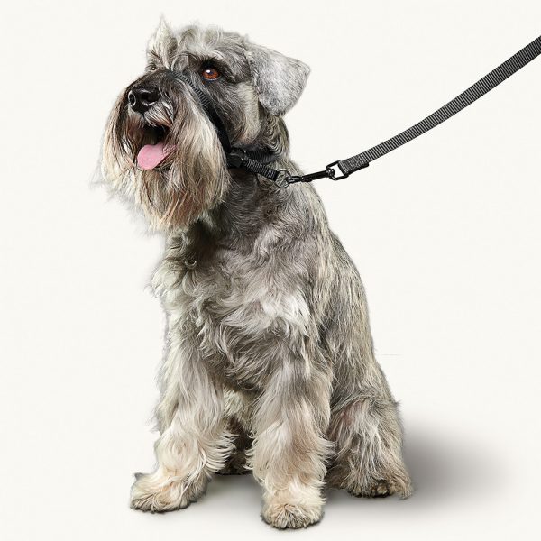 Beaphar Gentle Leader Small Dog Black Lifestyle1 Beaphar Gentle Leader Small Dog Black Lifestyle1