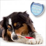 Dog laying on floor holding a toothbrush between its paws