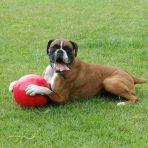 Boomer-Ball_Boxer-with-red-ball_Carousel_-694-x-572