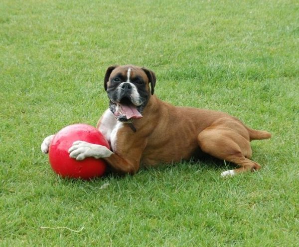 Boomer-Ball_Boxer-with-red-ball_Carousel_-694-x-572 Boomer-Ball_Boxer-with-red-ball_Carousel_-694-x-572