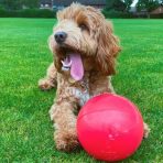 Boomer-Ball_dog-with-red-ball_Carousel_694-x-572