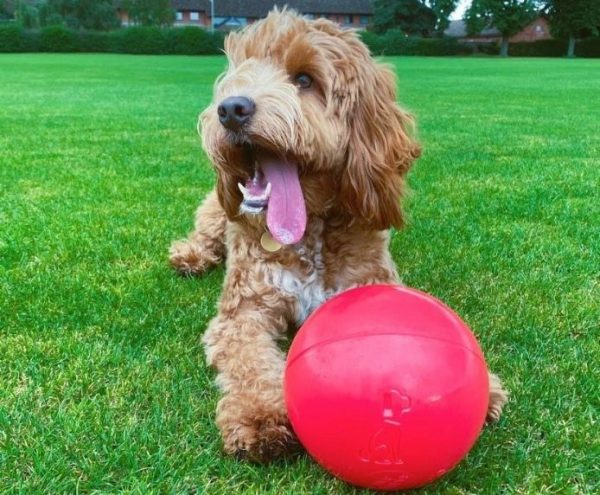 Boomer-Ball_dog-with-red-ball_Carousel_694-x-572 Boomer-Ball_dog-with-red-ball_Carousel_694-x-572