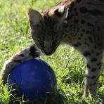 BoomerBall_Secondary-carousel_Linx-with-blue-ball_1100x620