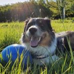 BoomerBall_Secondary-carousel_dog-with-blue-ball_1100x620