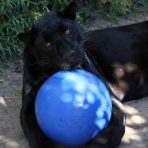BoomerBall_Secondary-carousel_panther-with-blue-ball_1100x620