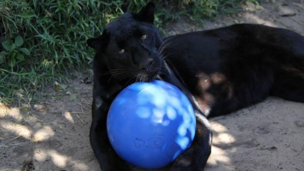 BoomerBall_Secondary-carousel_panther-with-blue-ball_1100x620 BoomerBall_Secondary-carousel_panther-with-blue-ball_1100x620