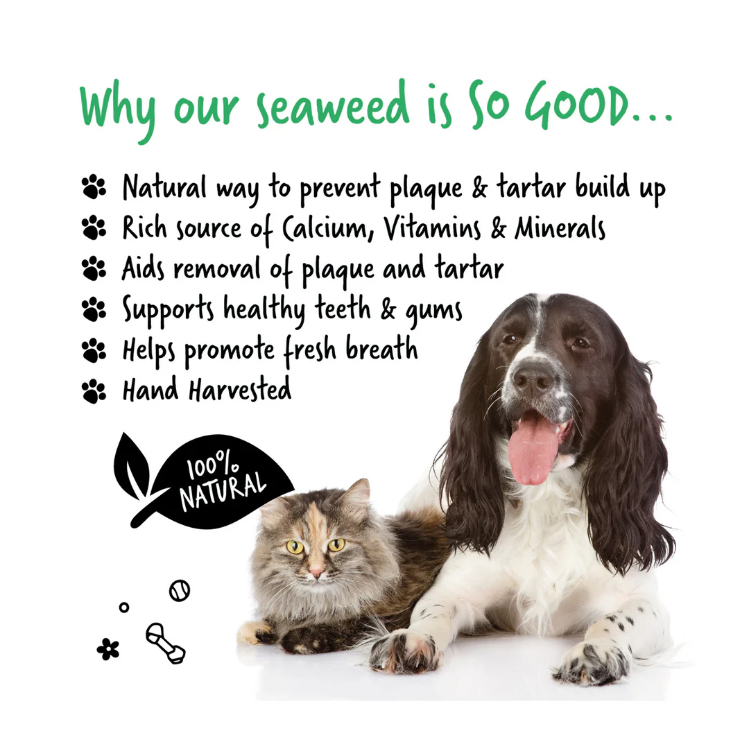 Bugalugs Plaque Remover for Dogs and Cats - Image 3