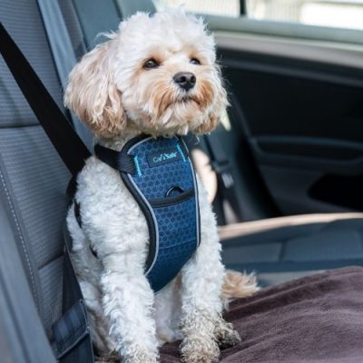 Dog Crates & Travel