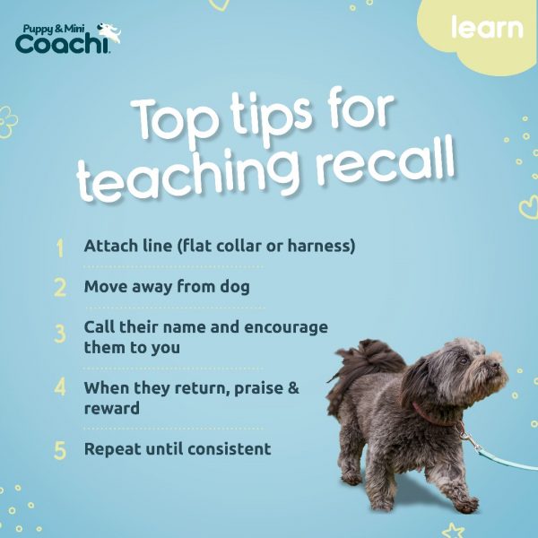 Coachi Puppy Mini Waterproof Line Infographics 1080 (4) Coachi Puppy Mini Waterproof Line Infographics 1080 (4)