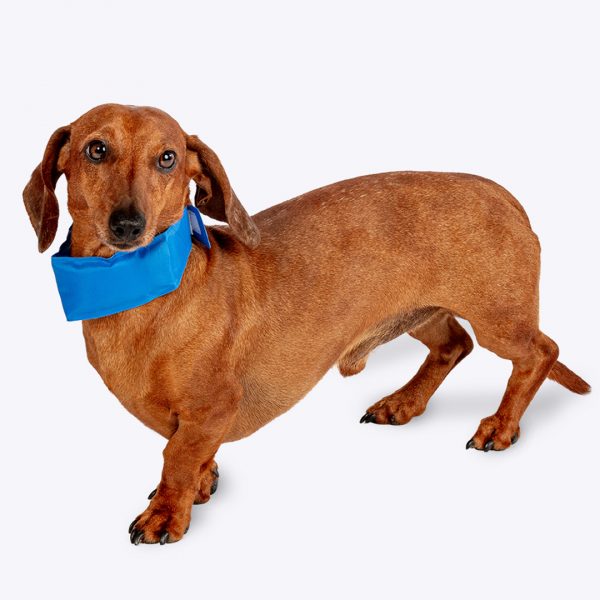 Danish Design Cooling Collar Daschund 1080px A smooth-haired red Dachshund standing against a clean white background, wearing a bright blue Danish Design dog cooling collar around its neck. The studio shot clearly displays the fit of the lightweight wrap on small dog breeds, highlighting essential summer pet safety accessories available at MAH Pet Supplies in Clowne