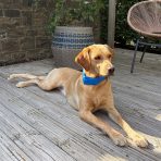 A handsome yellow Labrador retriever lying down comfortably on a wooden garden decking area, wearing a vibrant blue Danish Design dog cooling collar. The dog is alert and looking forward in a sunlit outdoor patio setting, showcasing practical heatstroke prevention and cooling solutions for larger breeds.