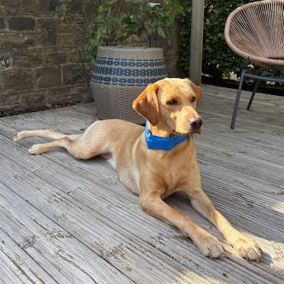 A handsome yellow Labrador retriever lying down comfortably on a wooden garden decking area, wearing a vibrant blue Danish Design dog cooling collar. The dog is alert and looking forward in a sunlit outdoor patio setting, showcasing practical heatstroke prevention and cooling solutions for larger breeds.