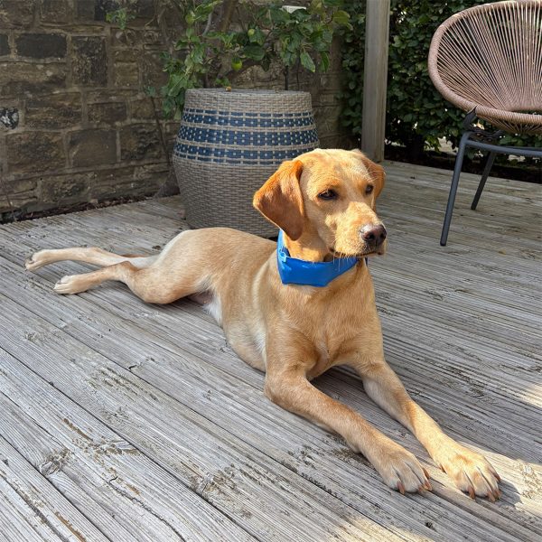 Danish Design Cooling Collar Lab 1080px A handsome yellow Labrador retriever lying down comfortably on a wooden garden decking area, wearing a vibrant blue Danish Design dog cooling collar. The dog is alert and looking forward in a sunlit outdoor patio setting, showcasing practical heatstroke prevention and cooling solutions for larger breeds.