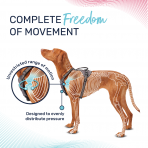 Halti Anatomy Harness Freedom of Movement Infographic 1080