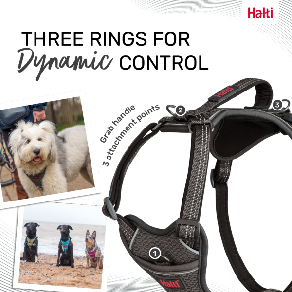 Halti Anatomy Harness Grey Dynamic Control Infographic 1080 Halti Anatomy Harness Grey Dynamic Control Infographic 1080
