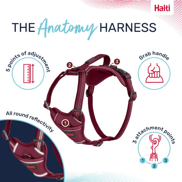 Halti Anatomy Harness Magenta Product Features Infographic 1080 Halti Anatomy Harness Magenta Product Features Infographic 1080