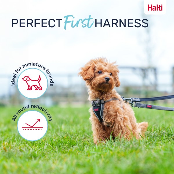 Halti Anatomy Puppy Harness First Harness Infographic 1080 Halti Anatomy Puppy Harness First Harness Infographic 1080