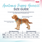 Halti Anatomy Puppy Harness Size Guide Infographic 1080