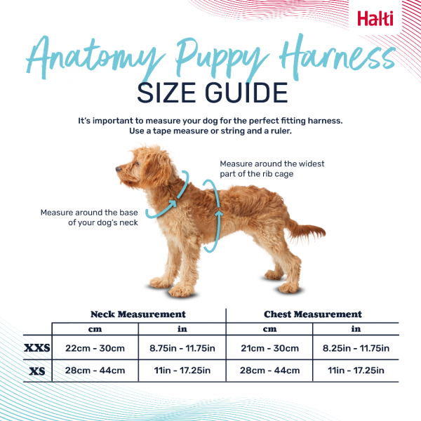Halti Anatomy Puppy Harness Size Guide Infographic 1080 Halti Anatomy Puppy Harness Size Guide Infographic 1080