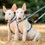 Halti Double Ended Lead Blue Lifestyle On 2 dogs bull terriers 1024