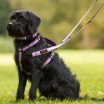 Halti Double Ended Lead Purple Lifestyle 1024