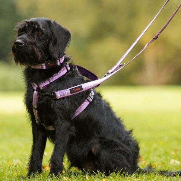 Halti Double Ended Lead Purple Lifestyle 1024 Halti Double Ended Lead Purple Lifestyle 1024
