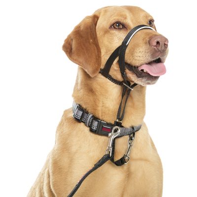 Halti Headcollar Black on Labrador