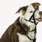 Halti Headcollar Border Collie - Size 2