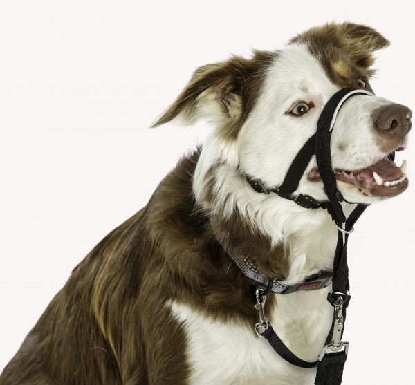 Halti Headcollar Border Collie - Size 2 Halti Headcollar Border Collie - Size 2