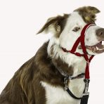 Halti Headcollar Border Collie - Size 2_Red