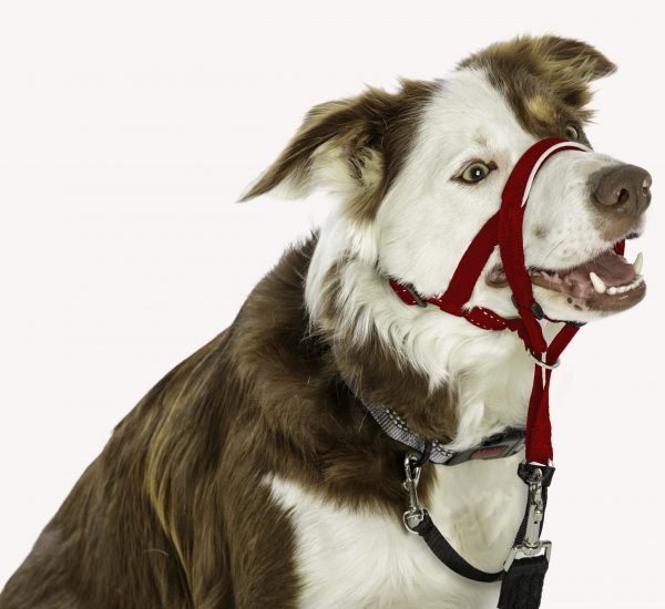 Halti Headcollar Border Collie - Size 2_Red Halti Headcollar Border Collie - Size 2_Red
