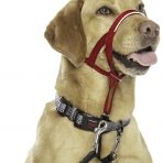 Halti Headcollar Labrador - Size 3_Red