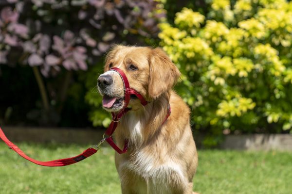 Halti Headcollar Red side-on Retriever Dog 2 Halti Headcollar Red side-on Retriever Dog 2