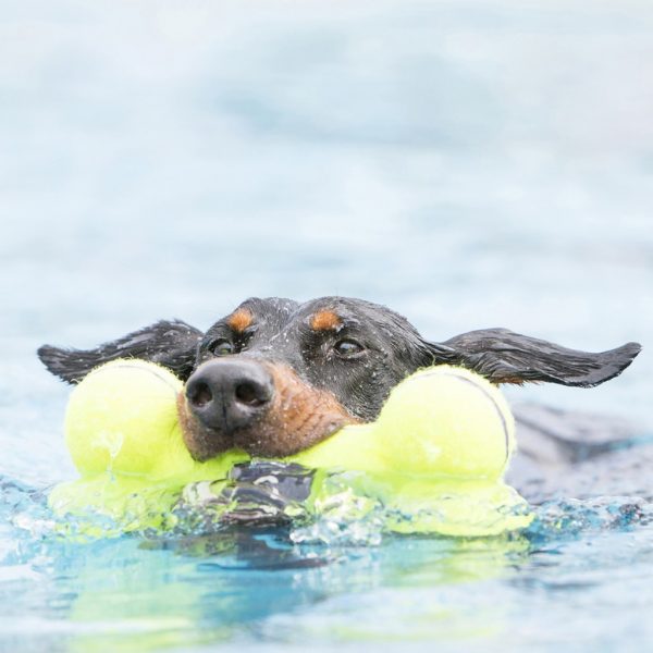 KONG AirDog Bone lifestyle 1024 KONG AirDog Bone lifestyle 1024